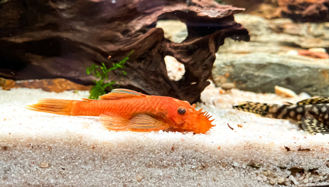 super red bristlenose pleco (Ancistrus sp.) on substrate in aquarium tank