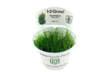 Taxiphyllum 'Taiwan Moss' Tissue Culture by Tropica