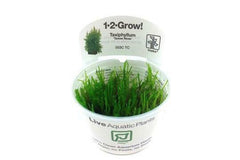 Taxiphyllum 'Taiwan Moss' Tissue Culture by Tropica