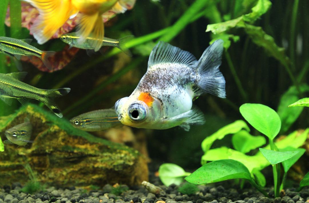 telescope goldfish for sale, telescope fish, goldfish with big eyes, telescope goldfish, bubble eye goldfish, big eye goldfish, bubble goldfish, bubble eye fish, goldfish big eyes, telescope eye goldfish