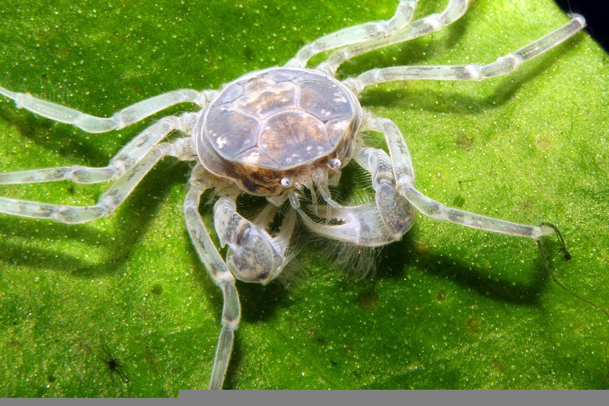 thai micro crab, thai micro crabs, thai micro crab for sale, mini crabs, micro crabs, tiny crabs, thai micro spider crab, thai micro crabs for sale, micro crab, micro thai crab, limnopilos naiyanetri, micro spider crab, micro crabs for sale, spider crabs for sale, crab pet for sale