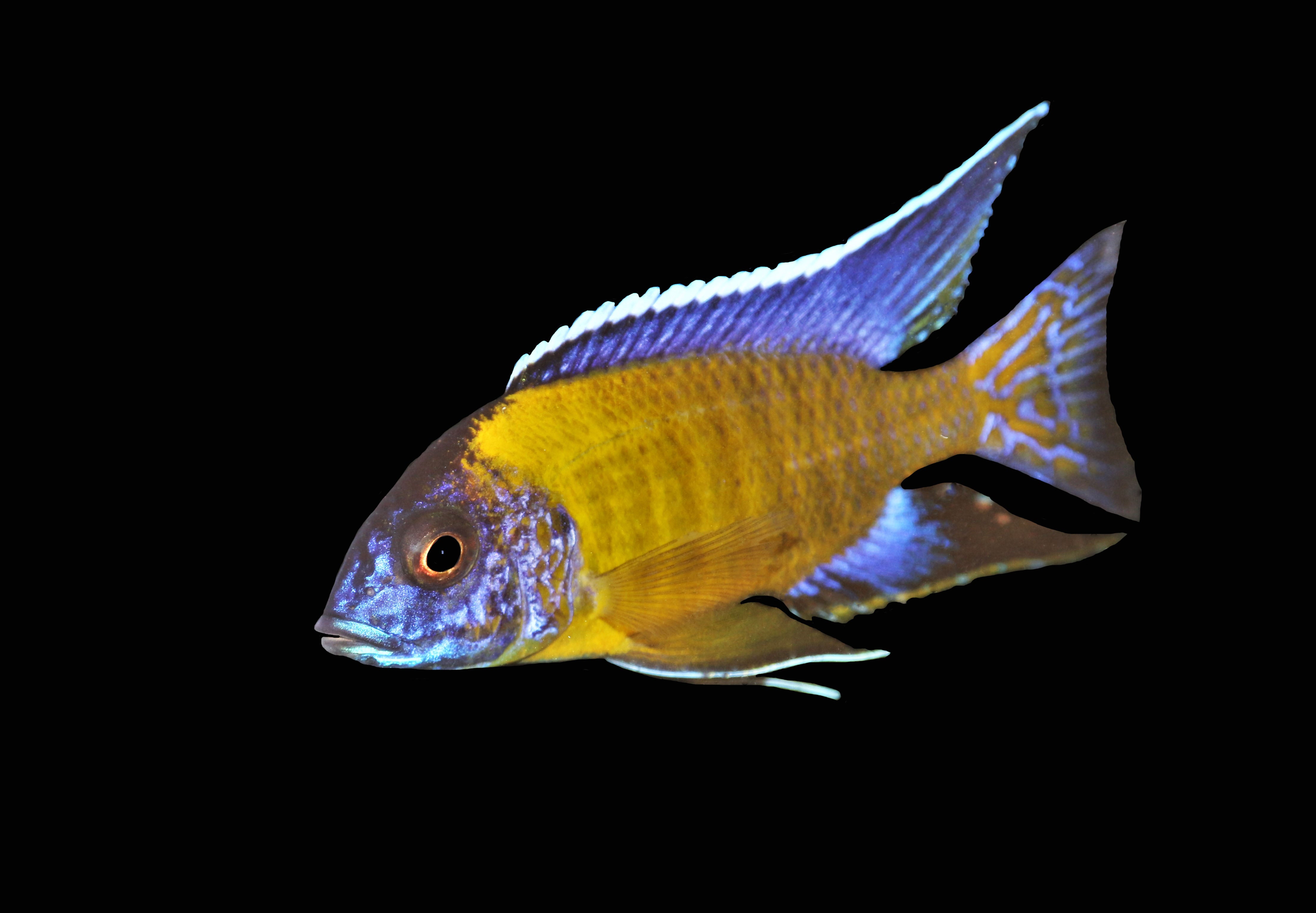 eureka red cichlid, aulonocara jacobfreibergi, eureka red peacock cichlid, eureka red, jacobfreibergi peacock cichlid, eureka red peacock, red eureka cichlid, red peacock for sale, jacob peacock cichlid, eureka red jake, eureka red peacock cichlid for sale