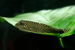 Hillstream Loach