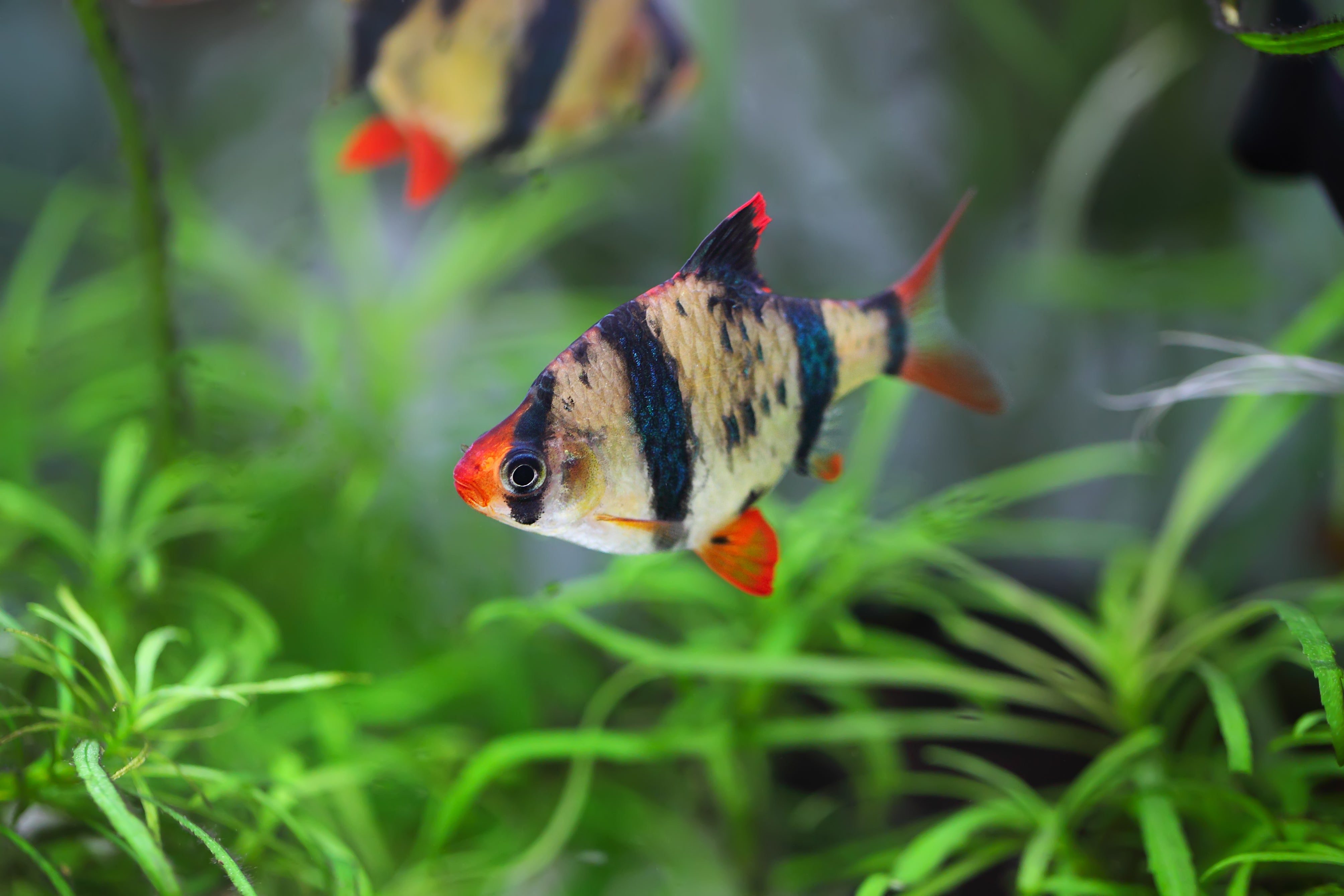 tiger fish, tiger barb, tiger barbs, tiger barb fish, tiger barb care, barb fish species, tiger barb eggs, tiger barbs fish, types of tiger barbs, barbs, barb fish, barbs fish, tiger fish aquarium, tiger barb lifespan, tiger barb fish for sale, tiger barbs for sale