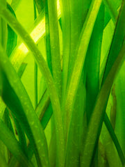 Jungle Vallisneria Aquatic Plant