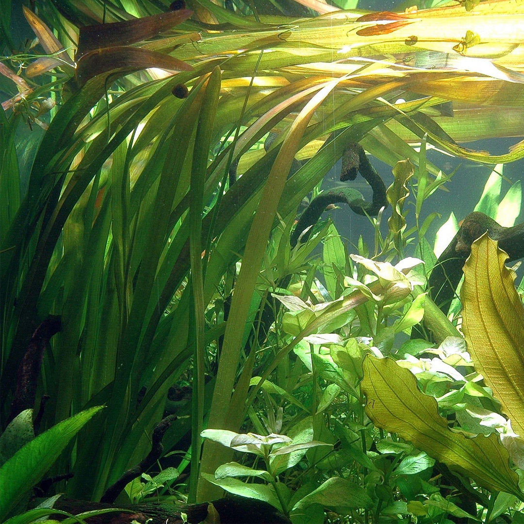 red jungle vallisneria, vallisneria dark red jungle val, vallisneria jungle red, vallisneria red jungle aquarium plant, vallisneria &