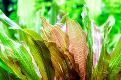 Italian Vallisneria (Vallisneria Spiralis)