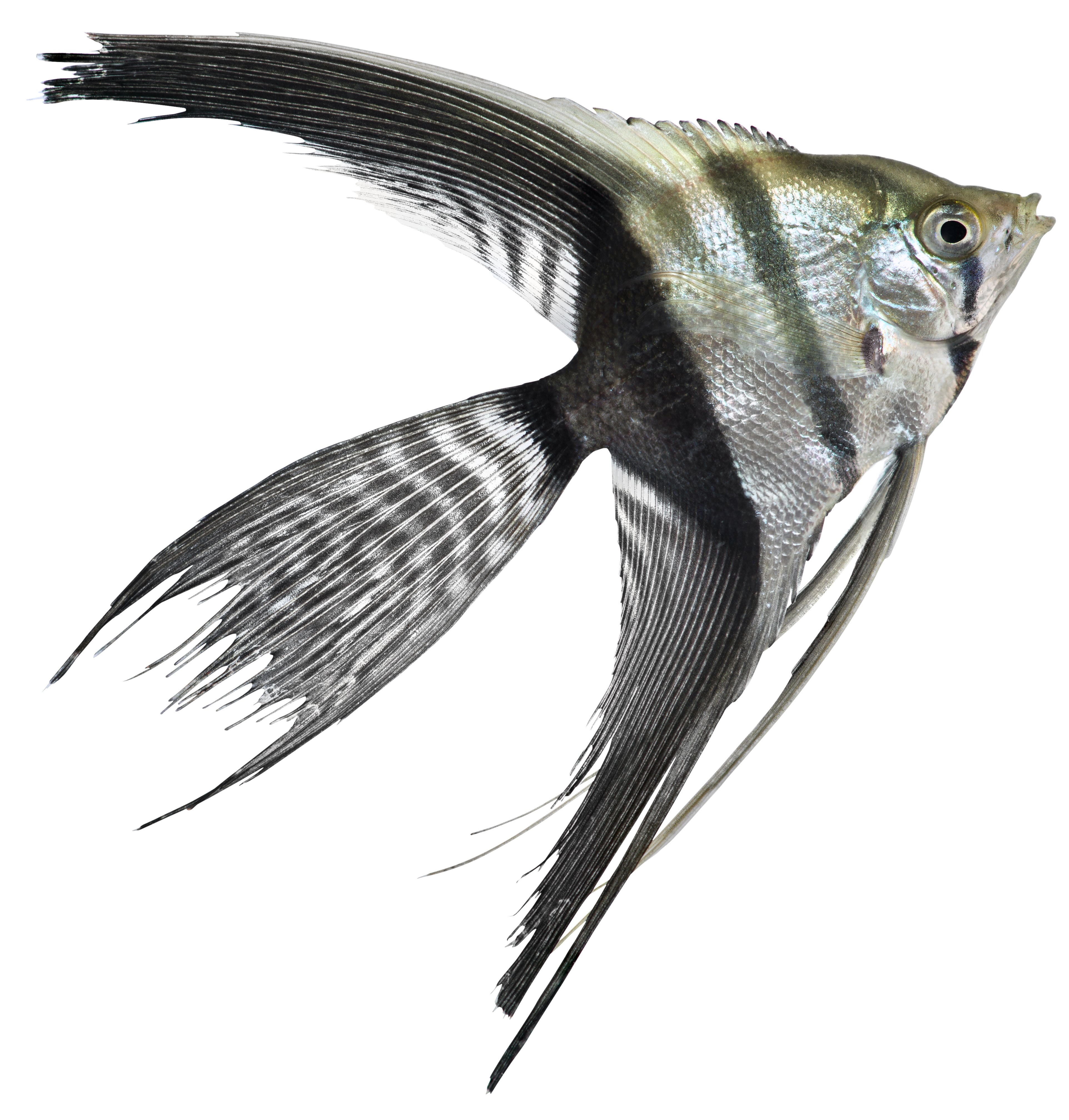 Veiltail Half Black Angelfish (Pterophyllum scalare)