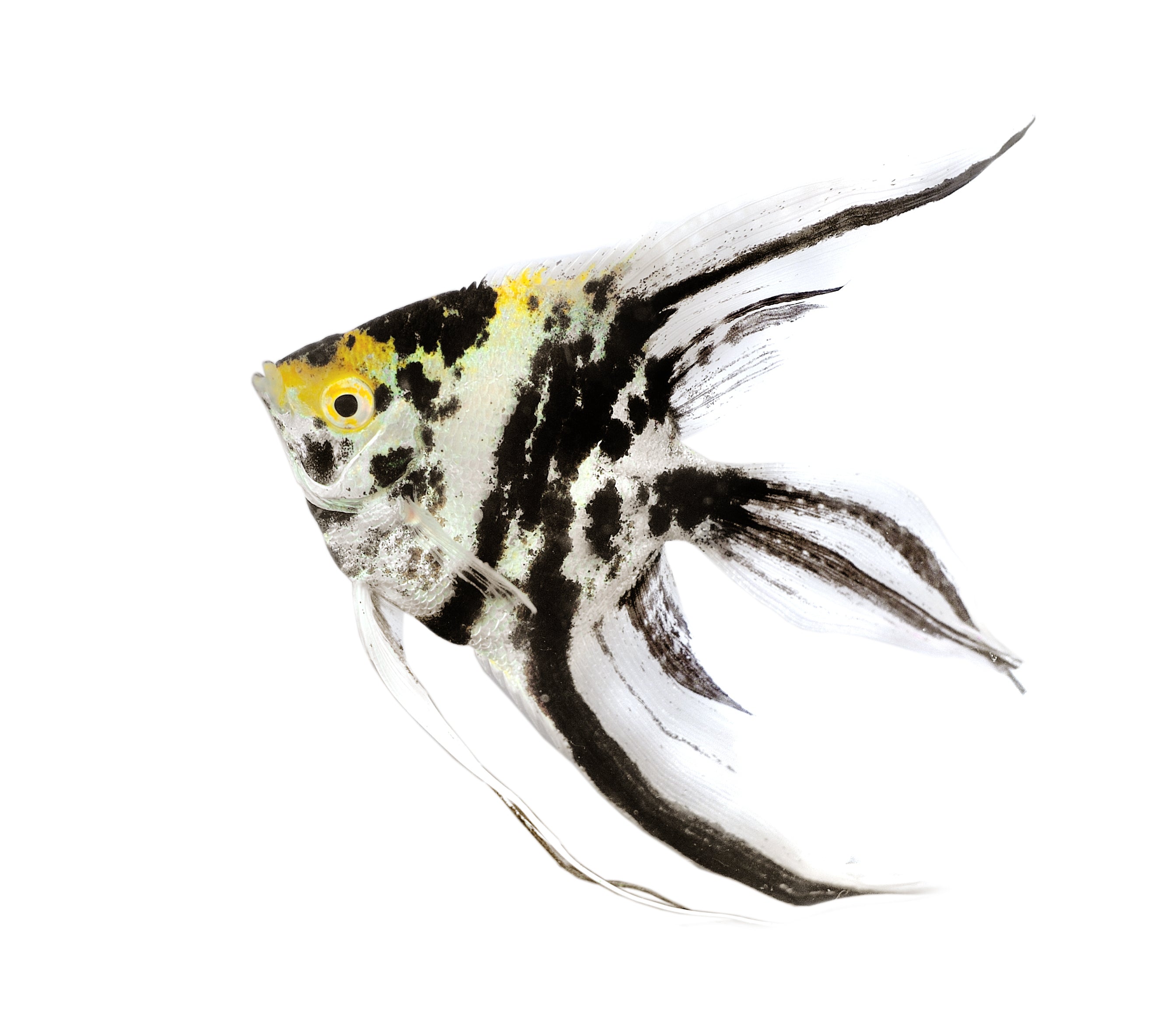 Veiltail Tricolor Angelfish (Pterophyllum scalare)