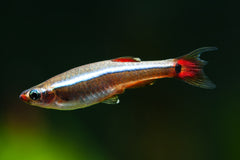 White Cloud Mountain Minnow (Tanichthys albonubes)