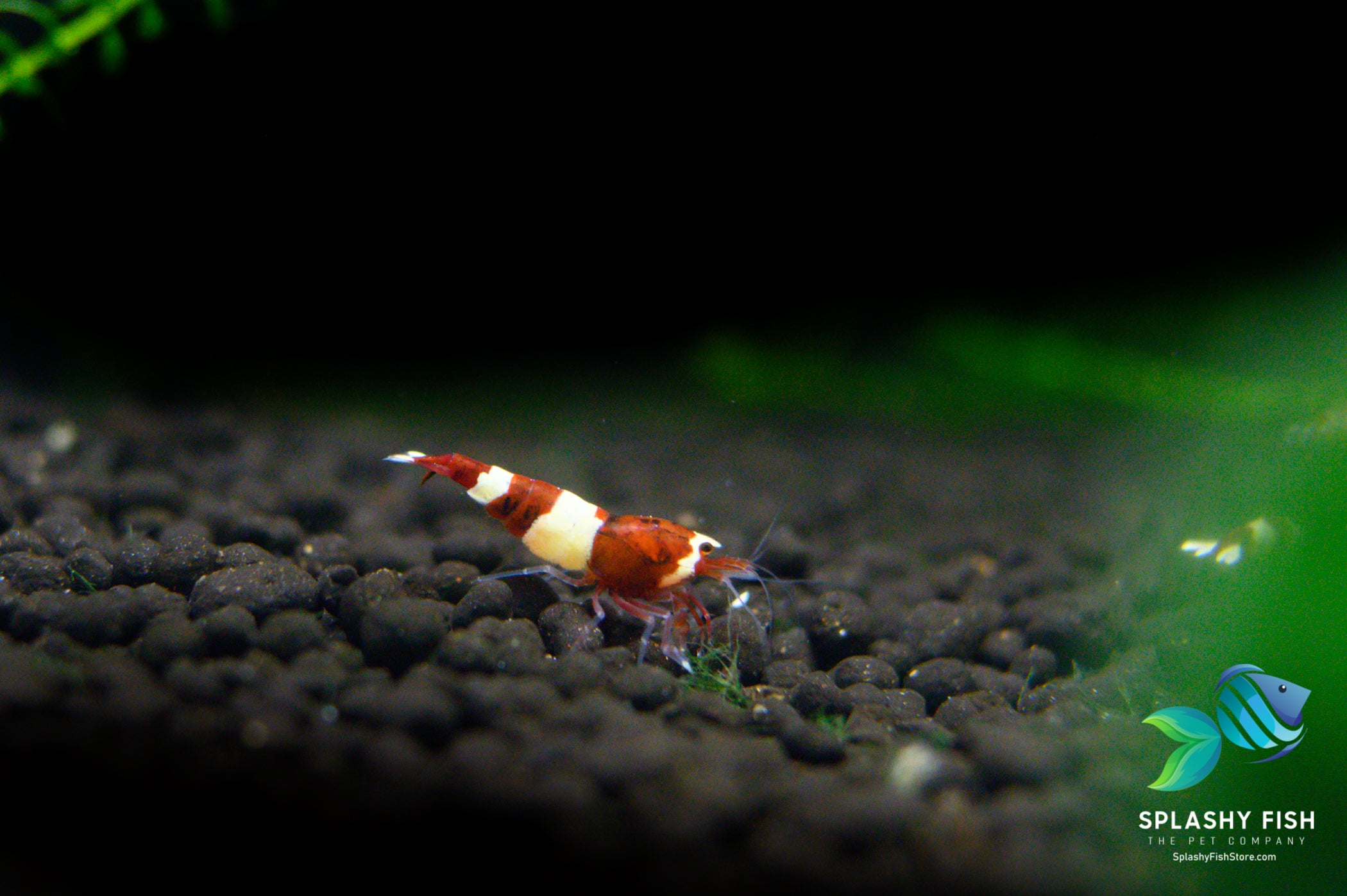 taiwan bee shrimp, red wine shrimp for sale, wine red shrimp, wine red caridina shrimp, red wine shrimp, red taiwan bee, wine red taiwan bee, taiwan bee shrimp, wine red shrimp for sale, wine red taiwan bee shrimp for sale, wine red shrimp for aquariums, wine red freshwater shrimp, buy wine red shrimp online