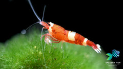 Wine Red Caridina Shrimp