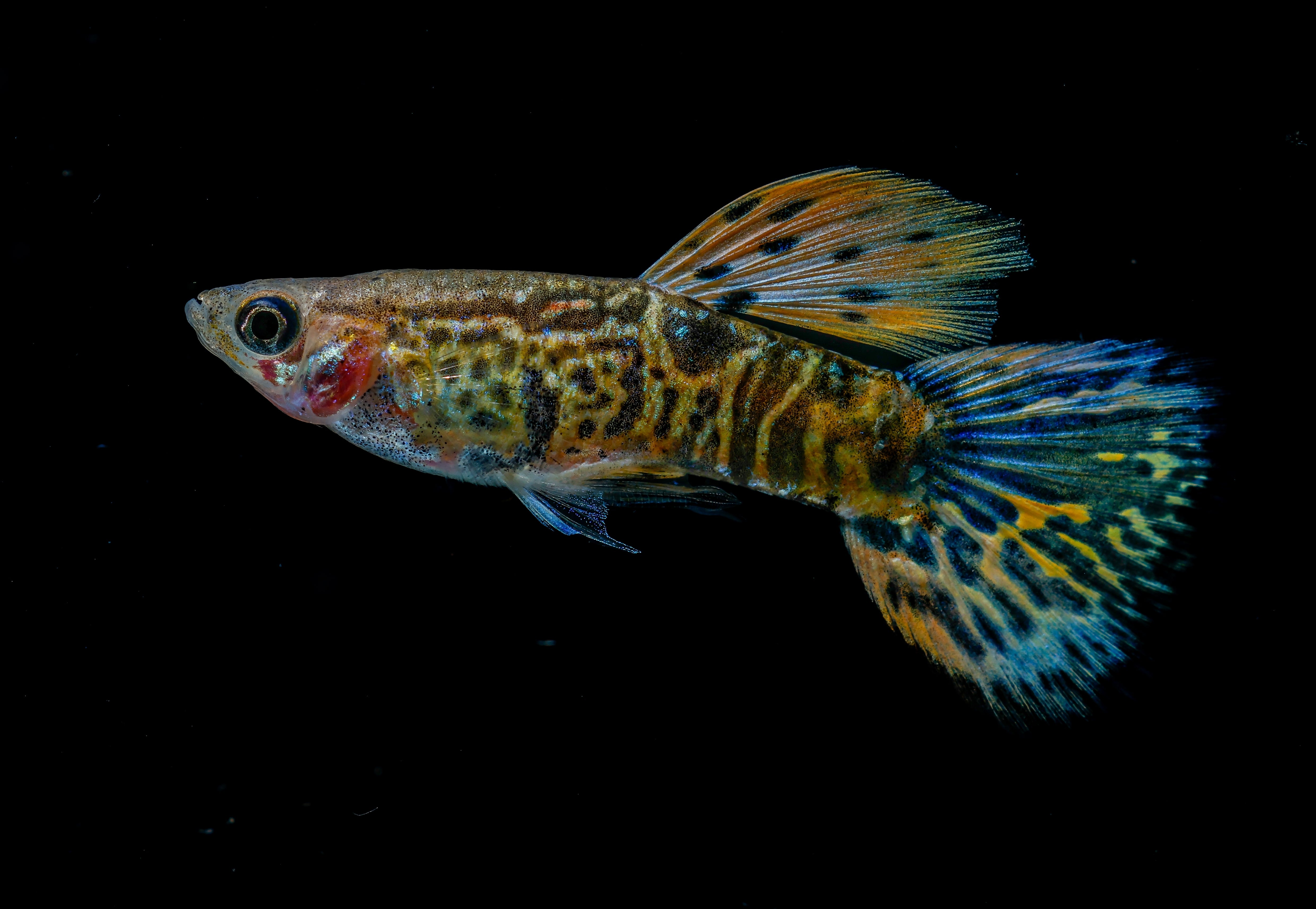 yellow guppy, yellow guppies, tiger guppy, tiger guppies, yellow guppy fish, yellow guppy female, yellow guppy male, yellow tiger guppy, guppy yellow, yellow tiger guppy for sale