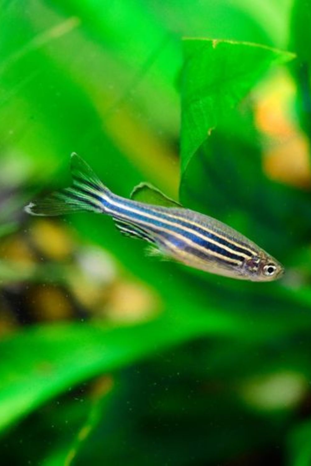 Zebra Danio Fish for sale