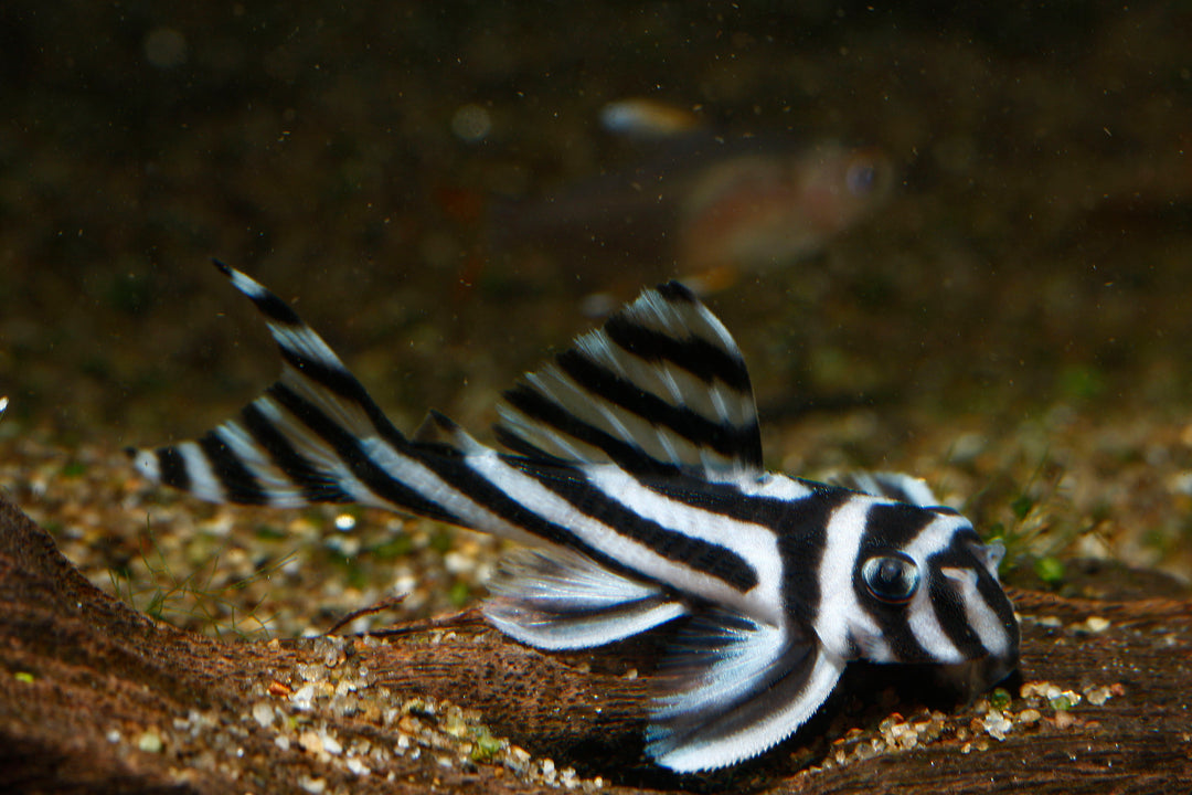Bristlenose Pleco Fish for Sale Near Me - Buy Bristle nose Pleco Online ...