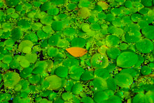 Amazon Frogbit Aquatic Plant
