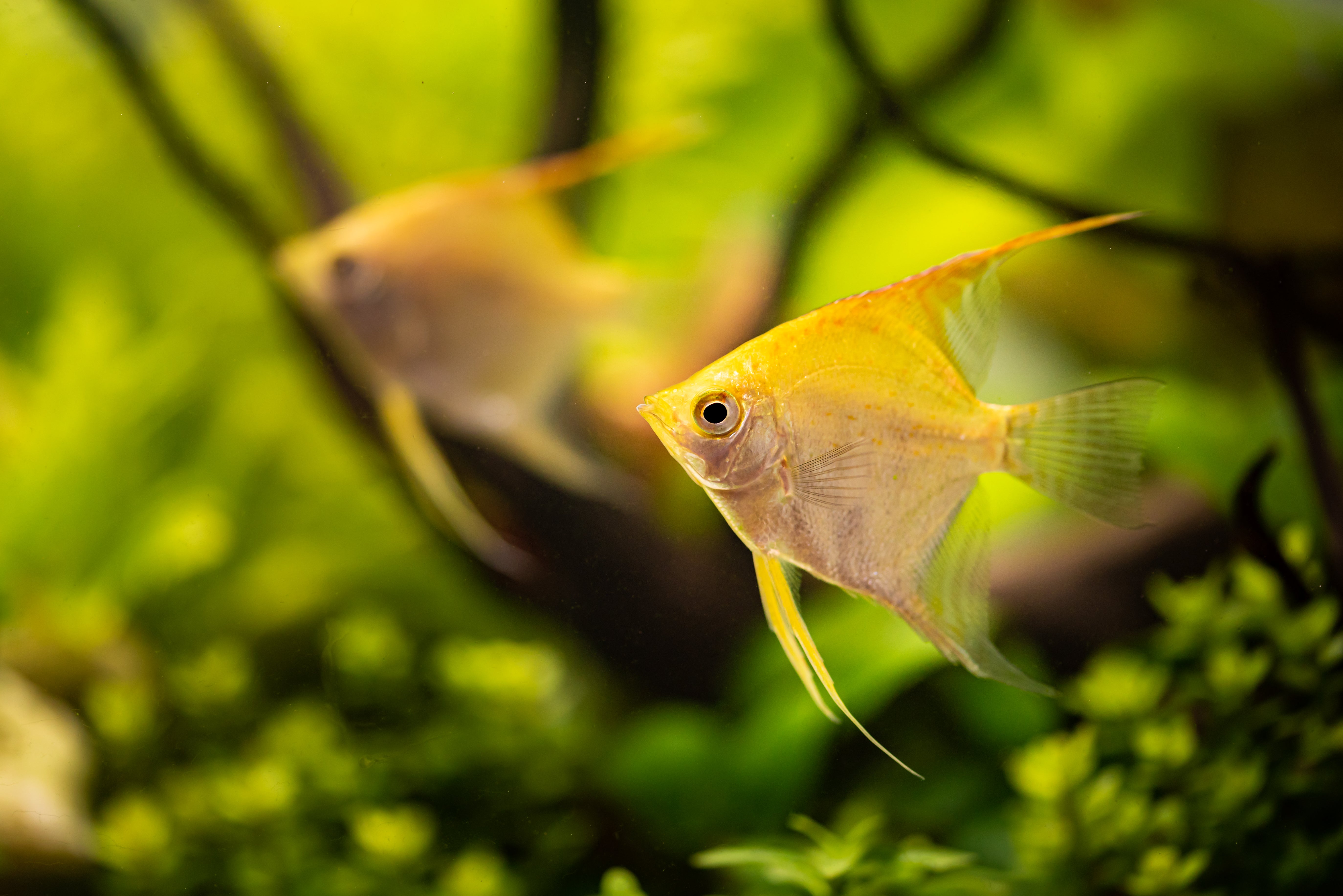 yellow angelfish, yellow angelfish freshwater, gold angelfish, golden angelfish, golden angel fish, gold angelfish freshwater, yellow freshwater angelfish, golden angelfish for sale, golden angelfish freshwater, expensive angelfish, gold angel fish