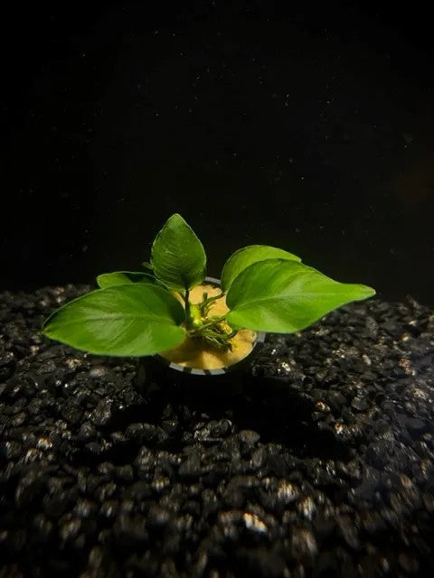 small size of anubias hastifolia potted plant on substrate