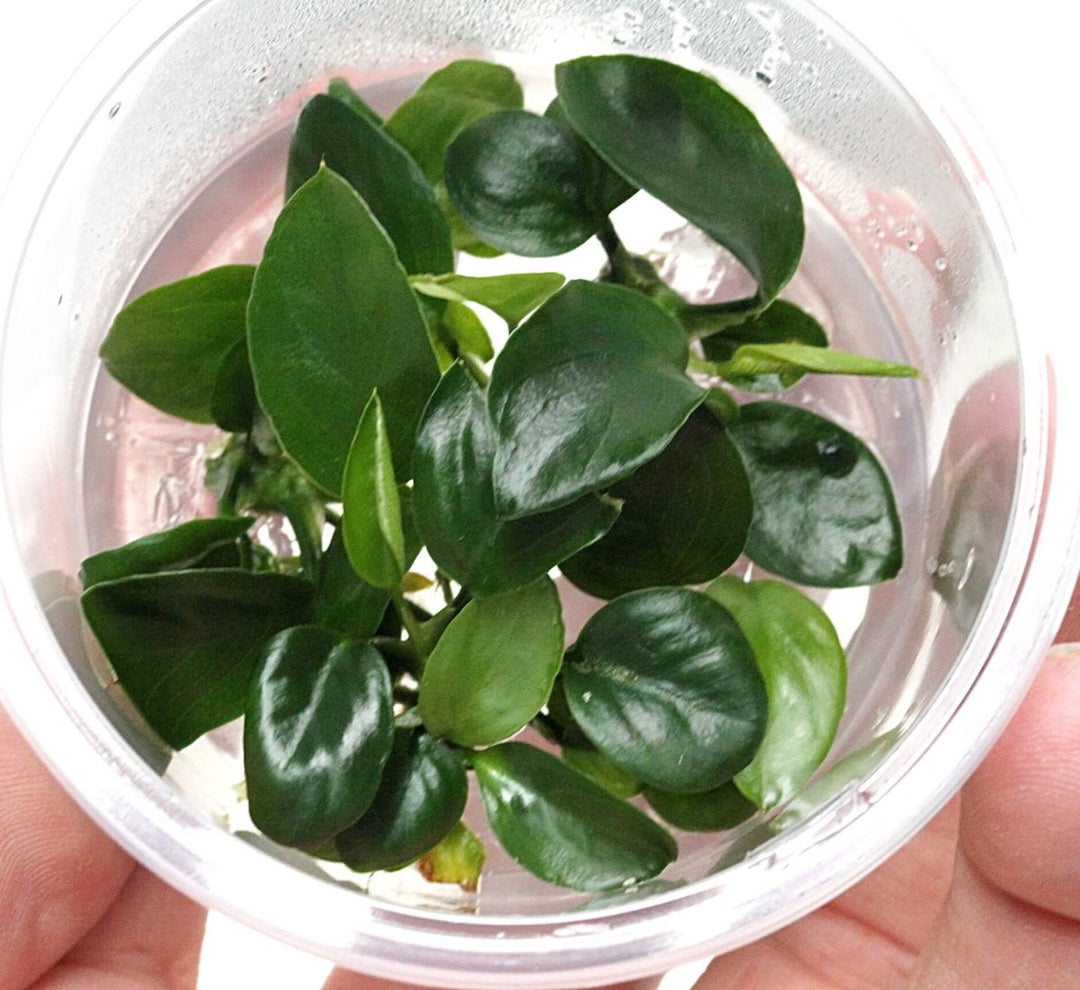 close-up of green anubias nangi leaves