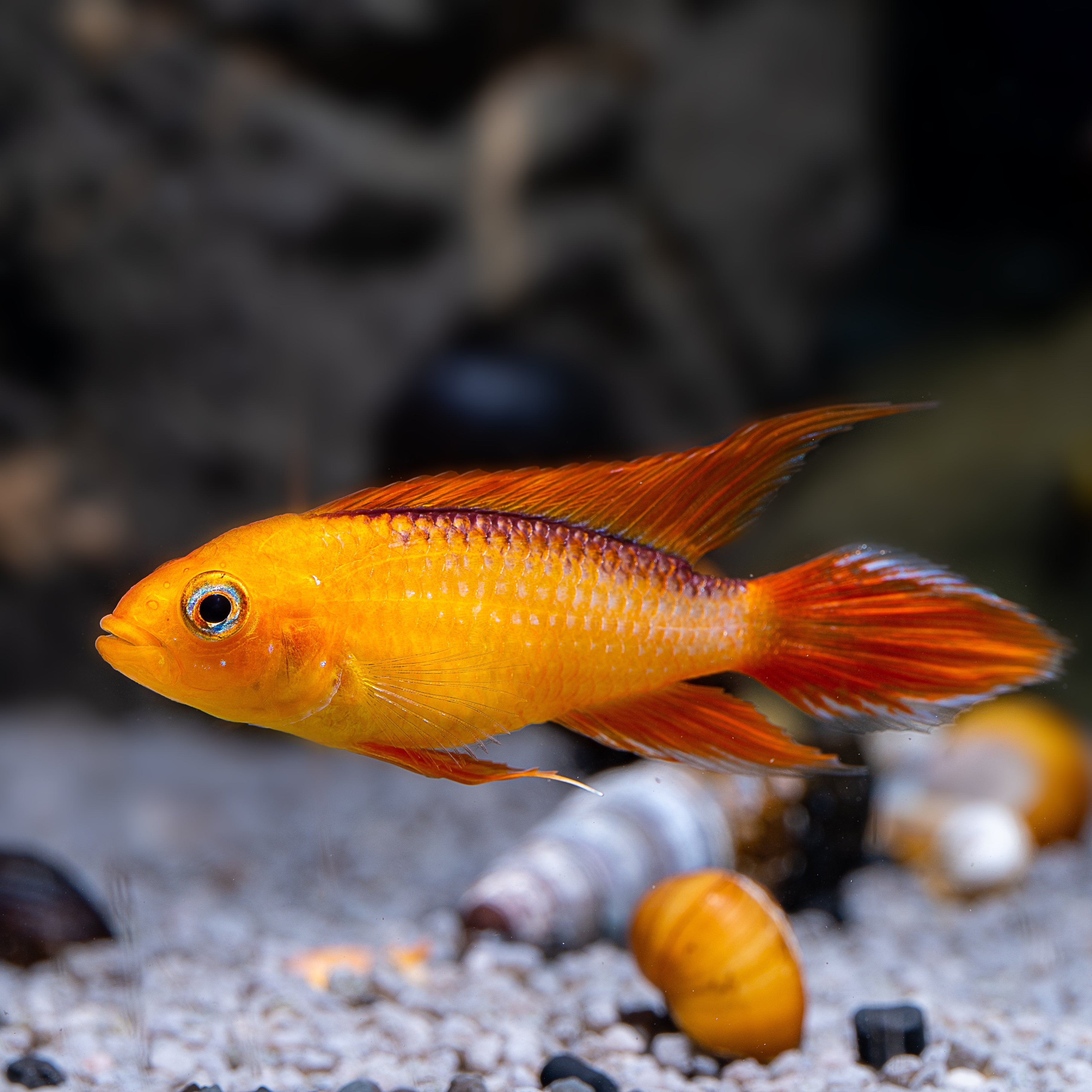 apistogramma agassizii, apistogramma agassizii double red, apistogramma agassizii fire red, double red apistogramma, apistogramma red, apistogramma red for sale, apistogramma for sale