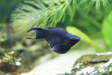 Black Ballon Molly Fish