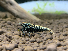 Black Galaxy Fishbone Boa Shrimp