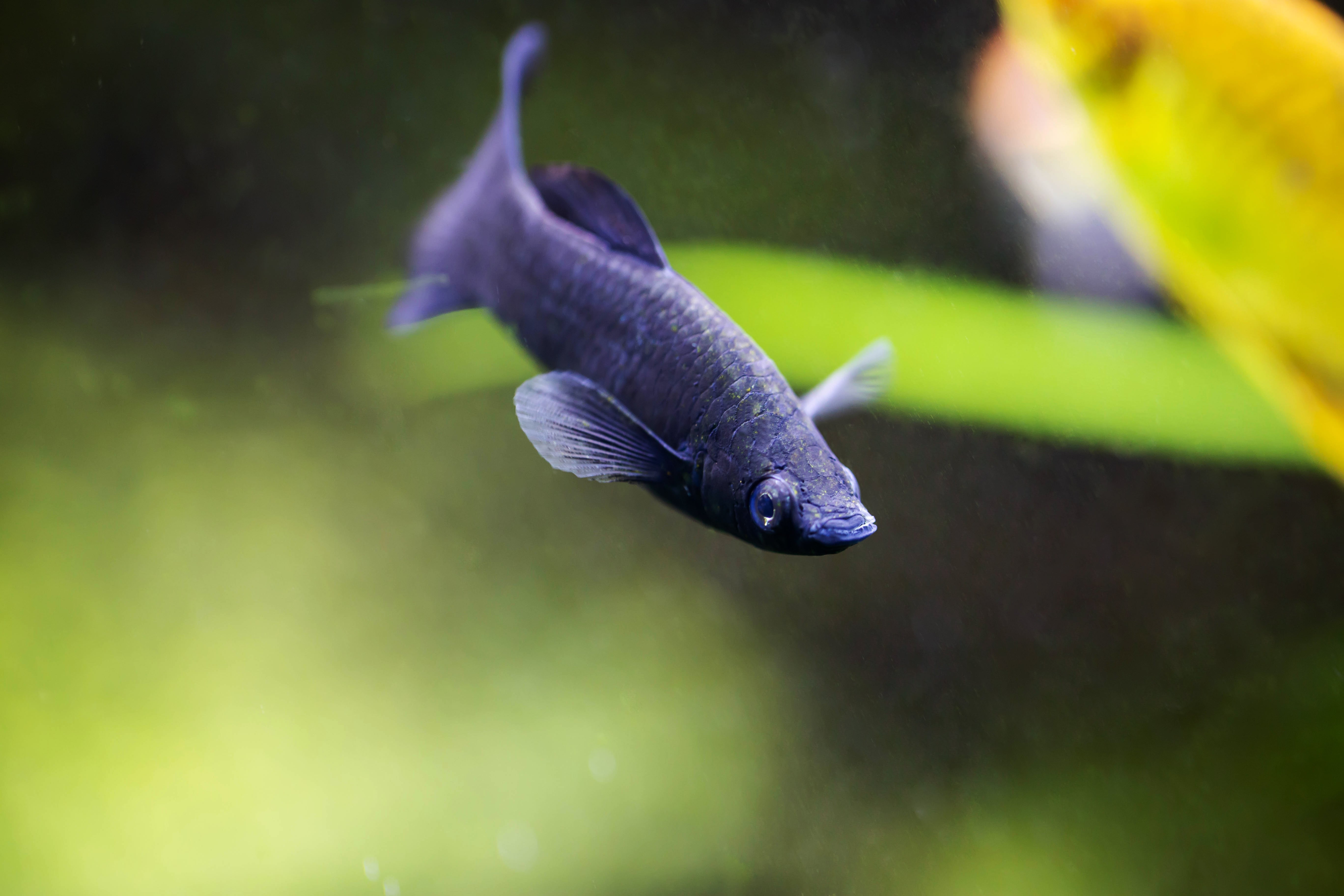 black molly, black molly fish, black mollies, lyretail molly, molly fish black, black lyretail molly, lyretail black molly, what is black molly, black molly size, black lyretail molly for sale, black molly fish for sale