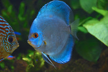 Blue Diamond Discus