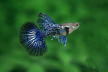 Blue Dragon Guppy Fish