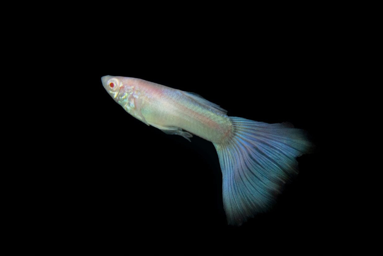 Blue Topaz Guppy Fish male for sale, blue topaz guppy fish for sale, blue topaz guppy, fancy guppy fish for sale, fancy guppies for sale, blue guppy fish for sale