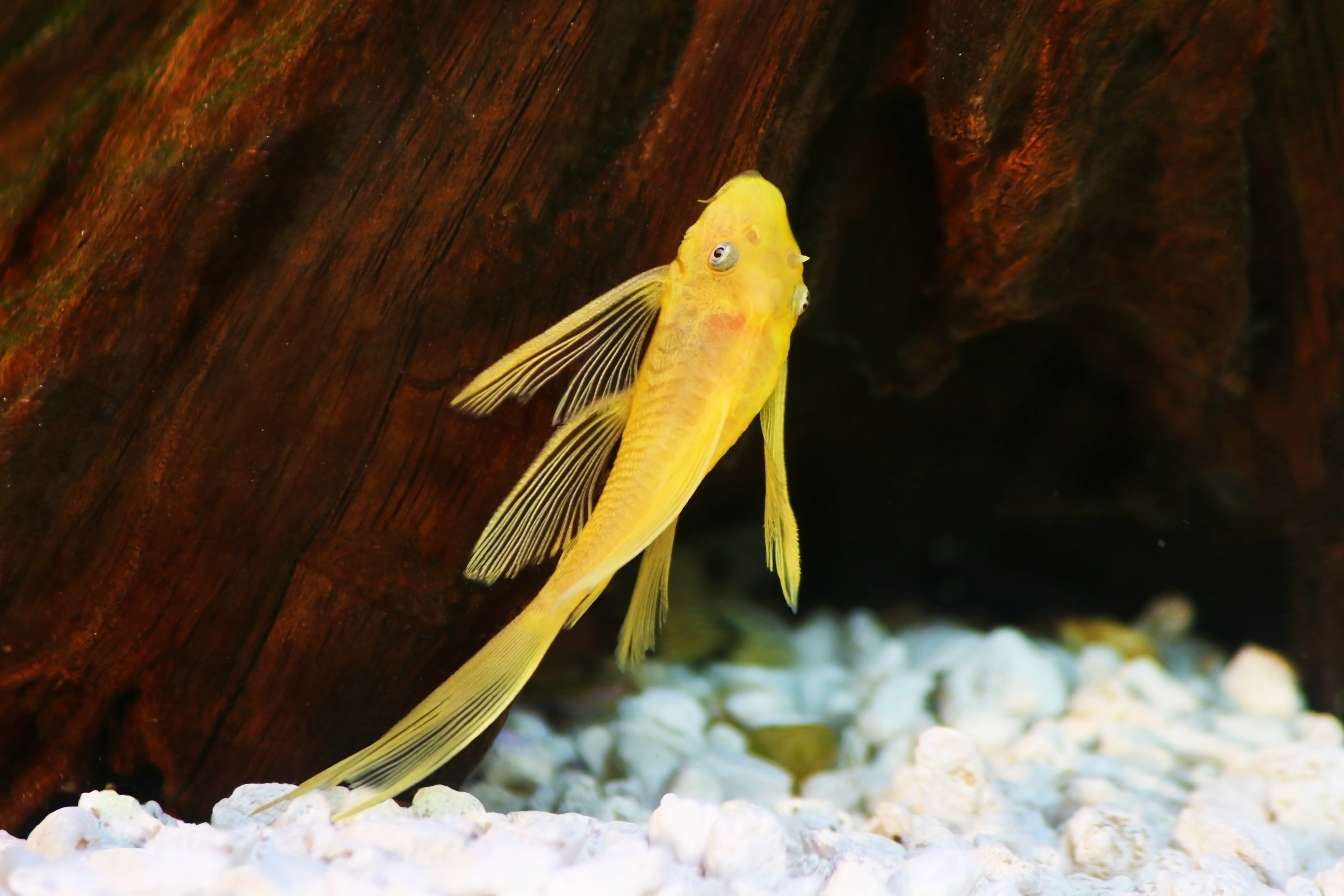 bristlenose pleco, bristlenose plecostomus, bristlenose plecos, lemon bristlenose pleco, lemon pleco, blue eyed lemon pleco, lemon blue eyed pleco, blue eyed pleco, blue eye lemon bristlenose pleco, l144 pleco, blue eye lemon pleco, blue eye lemon bristlenose pleco for sale