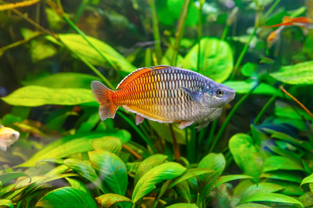 rainbow fish, rainbowfish, boesemani rainbow fish, boesemani rainbow, rainbow fish aquarium, rainbow fish freshwater, boeseman&