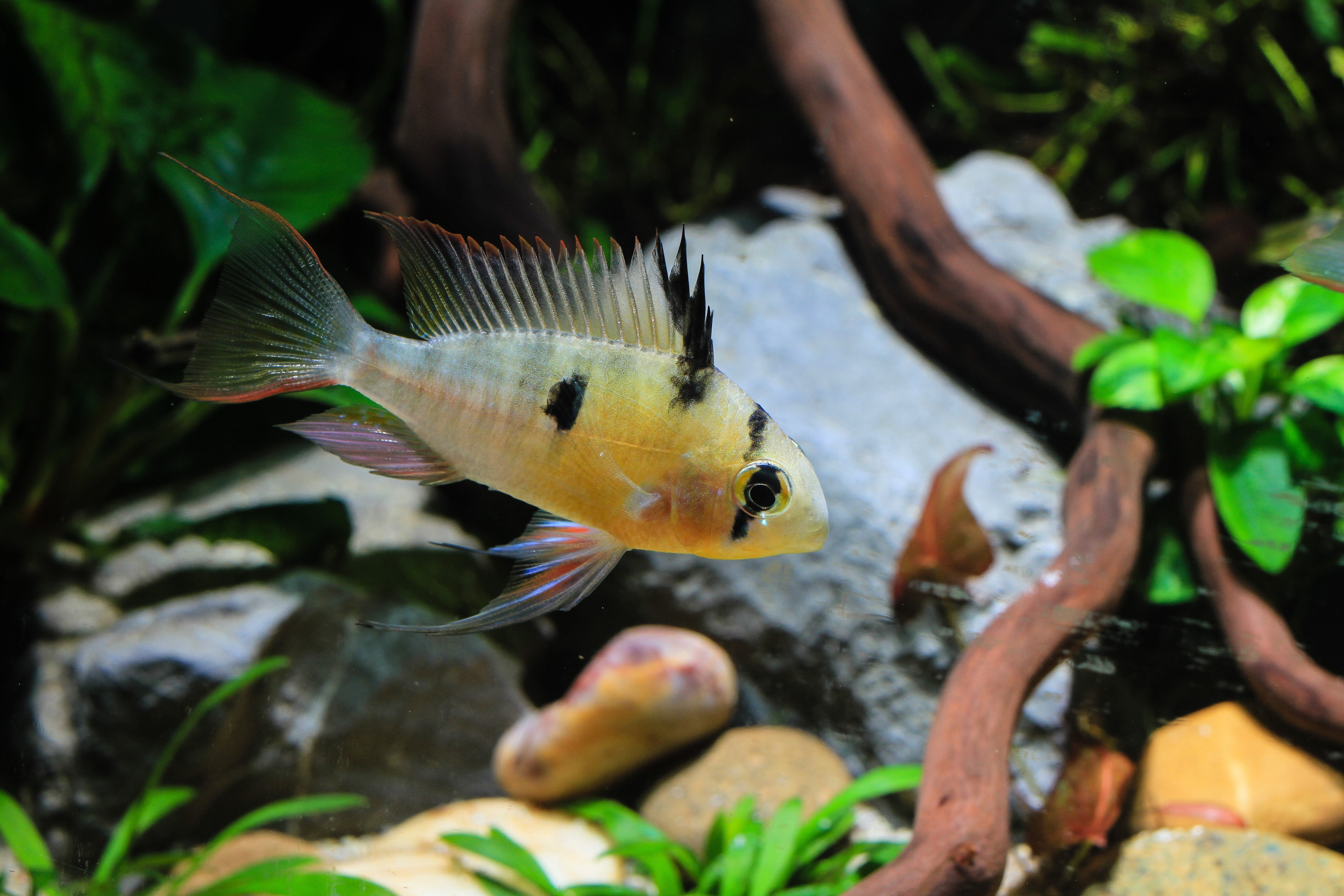 bolivian ram, bolivian rams, bolivian ram cichlid, types of ram cichlids, types of ram fish, bolivian fish, bolivian ram for sale, buy bolivian ram online, ram fish for sale, rams for sale