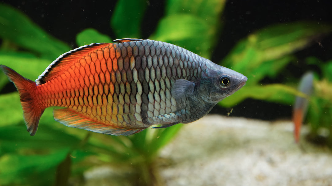 rainbow fish, rainbowfish, boesemani rainbow fish, boesemani rainbow, rainbow fish aquarium, rainbow fish freshwater, boeseman&