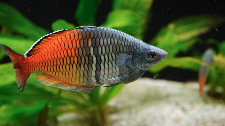 rainbow fish, rainbowfish, boesemani rainbow fish, boesemani rainbow, rainbow fish aquarium, rainbow fish freshwater, boeseman&