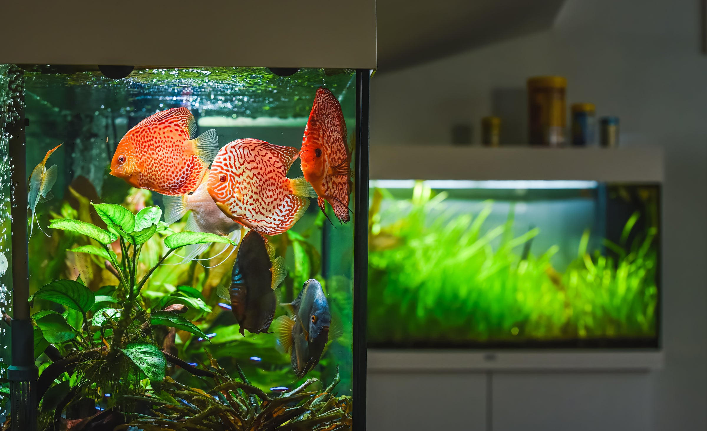 Fish Tank Service, Relocation, Restoration in Nothern Virginia, Washington DC, and Maryland. 