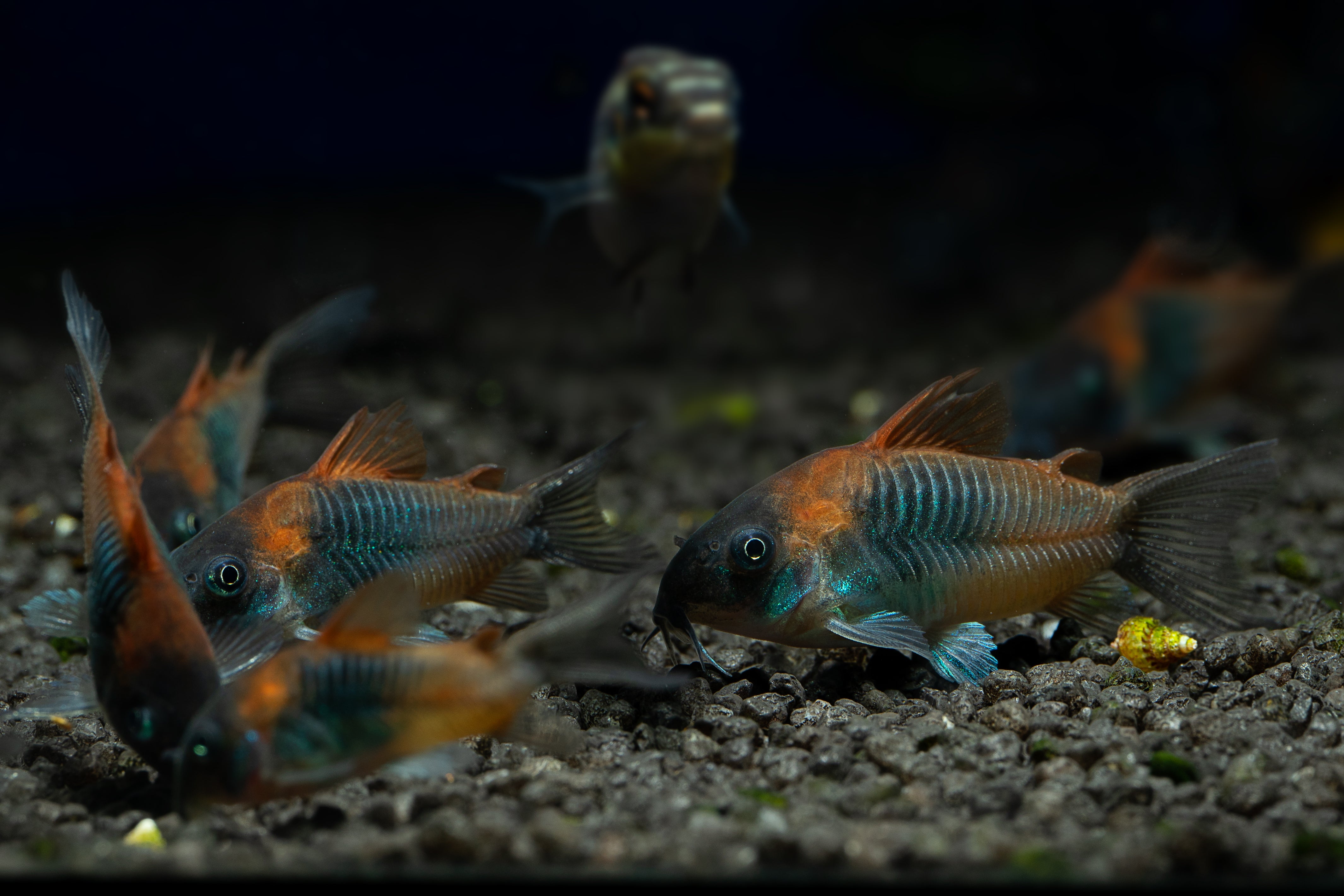 corys, orange venezuelan cory, orange catfish, black venezuelan corydoras, venezuelan corydoras, venezuelan cory, corydoras venezuelanus, venezuelan cory catfish, orange venezuelan corydoras, venezuelan corydora, venezuelan orange corydoras, orange venezuelan cory catfish