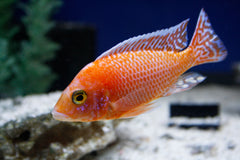Dragon Blood Peacock Cichlid
