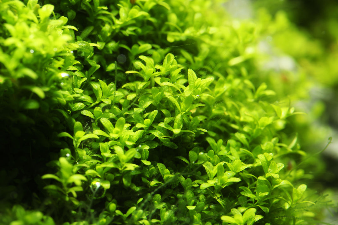 close-up of dwarf baby tears plant in aquarium tank