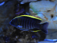 Sulfur Head Peacock Cichlid
