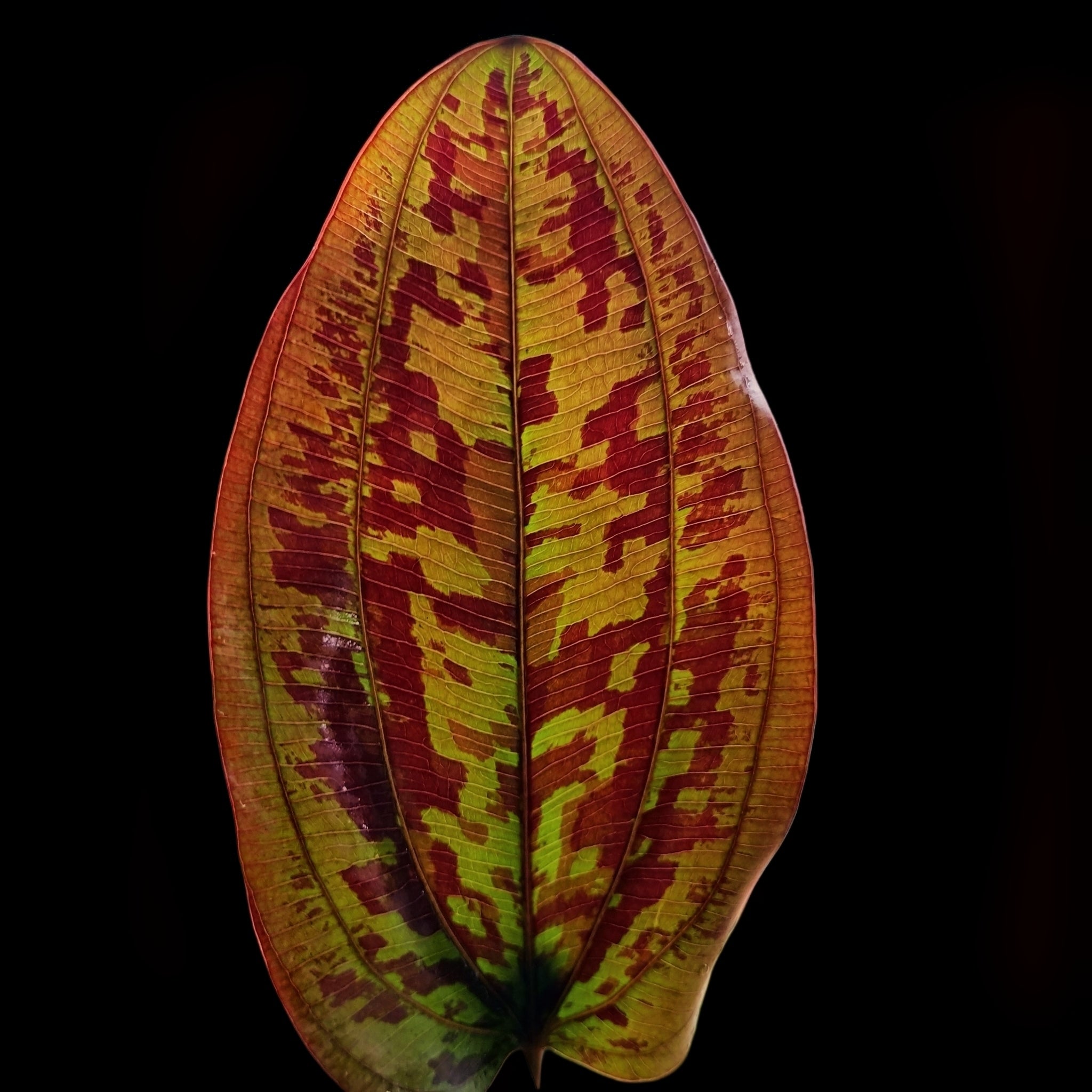 Echinodorus Ozelot Red Swords Aquarium Plant