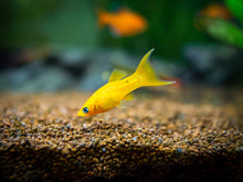 Golden Lyretail Molly Fish