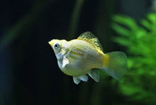 Golden Ballon Molly Fish