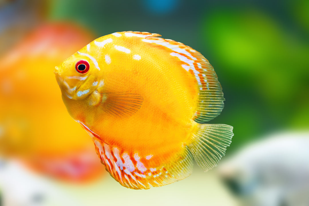 gold discus, discus, discus fish, golden rainbow discus fish, albino golden discus, discus fish for sale, discus for sale near me, discus cichlid, discus cichlid fish, golden discus for sale, yellow discus