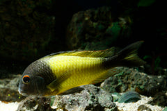 Tropheus moorii Ikola Kaiser African Cichlids