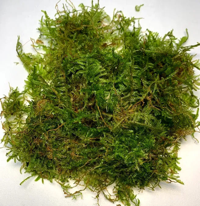 Java Moss (Vesicularia dubyana)