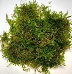 Java Moss