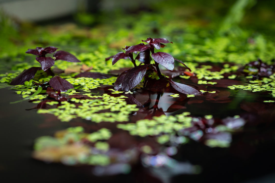 emerged ludwigia palustris super red