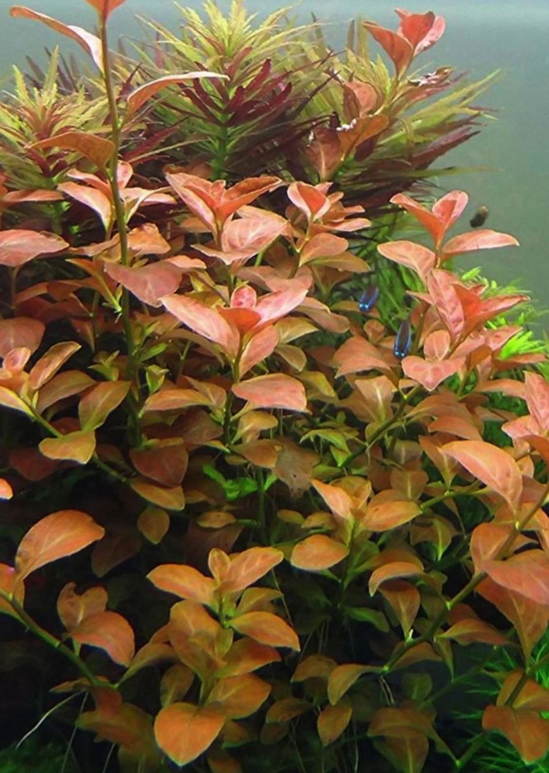 orange ludwigia ovalis plant in fish tank