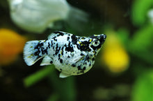 Marble Ballon Molly Fish